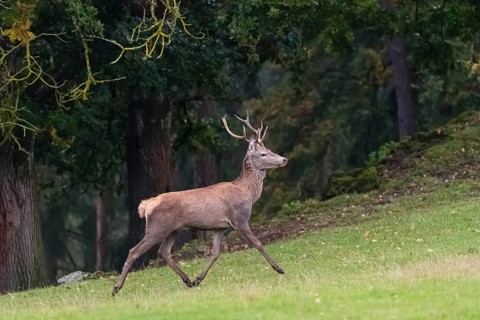 One young Red Deer stag (Cervus elaphus) runs uphill on a meadow at a forest edge