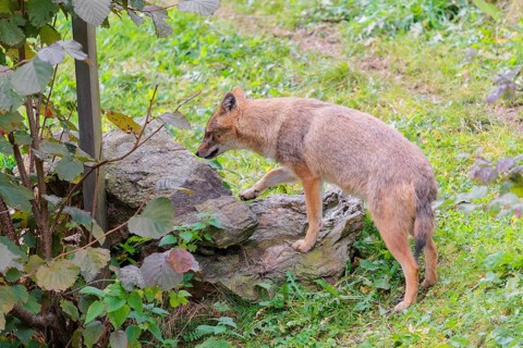 A golden jackal (Canis aureus) stands on a green meadow between bushes and rocks