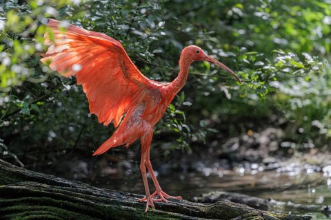 A scarlet ibis (Eudocimus ruber) stands on the riverbank and flaps its wings