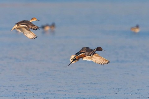 Pintails (Anas acuta), male and female ducks in landing flight, over lake, island of Texel, Holland