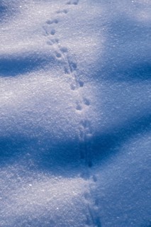 Animal tracks, mouse, tracks in the snow, Murnauer moss in winter, near Murnau, Upper Bavaria,