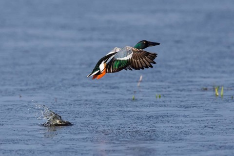 Northern Shoveler (Anas clypeata), male duck taking off in flight from lake, in display flight,
