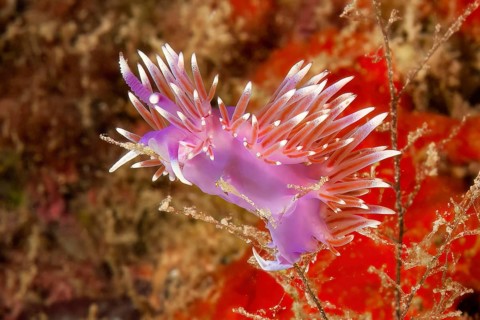 Thread snail (Coryphella pedata) Nudibranch with appendages with orange-red translucent midgut