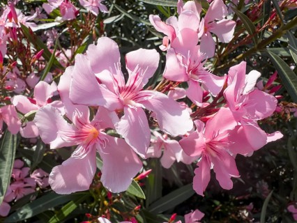 Flowering oleander (Nerium oleander), Italy, Europe