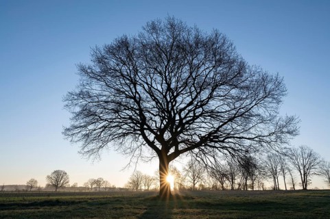 English oak (Quercus robur), solitary tree, backlit with sun star, blue sky, Lower Saxony, Germany,
