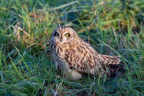 Short-eared owl (Asio flammeus) adult bird in grassland, England, United Kingdom, Europe
