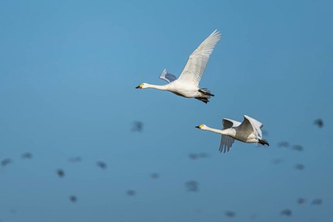 Tundra Swan, Bewick's Swan, Cygnus columbianus in flight at winter in Slimbridge, England, United