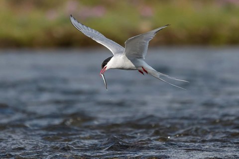 Arctic tern (Sterna paradisaea) with sandeel in its beak, in flight while fishing over a river,