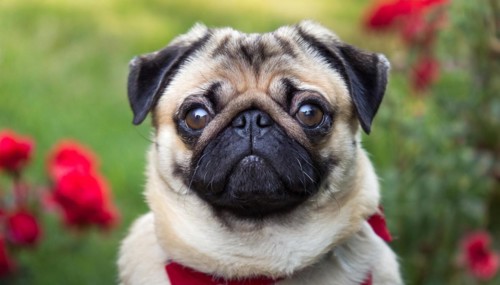 Pets, dog, pug, English dog breed, AI-generated, AI generated