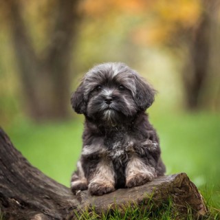 Pets, Dog, Bolonka Zwetna, Puppy, AI-generated, AI generated