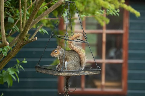 Grey squirrel (Sciurus carolinensis) adult animal on a hanging urban garden bird feeder, England,