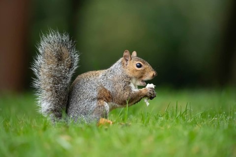 Grey squirrel (Sciurus carolinensis) adult animal feeding on a mushroom or fungi in the autumn,