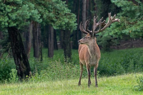 Red deer (Cervus elaphus) stag at forest edge with antlers covered in velvet in late spring