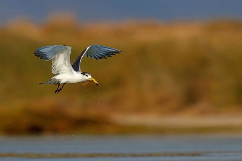 Caspian Tern, flight photo, (Thalasseus bergii), East Khawr / Khawr Ad Dahariz, Salalah, Dhofar,