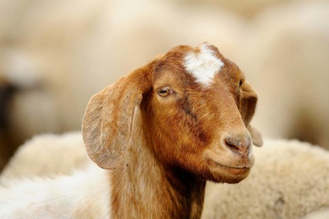 Close-up of a brown and white goat with a slight smile, Boer goat (Capra aegagrus hircus),