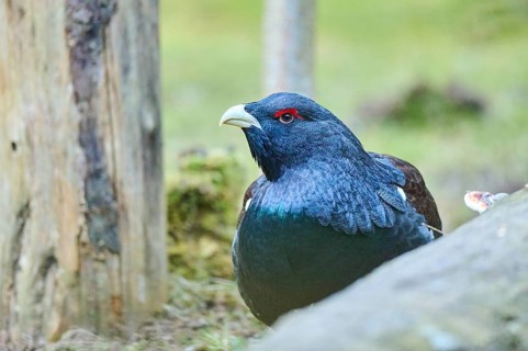 Western capercaillie (Tetrao urogallus) male (cock) standing on the ground at the edge of a foest,