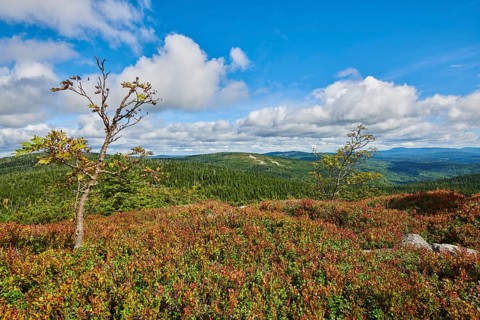 Vegetation with Norway spruce (Picea abies) and colored European blueberry (Vaccinium myrtillus) on