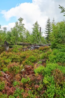 Vegetation with Norway spruce (Picea abies) and colored European blueberry (Vaccinium myrtillus) on