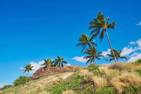Palm trees at Kahe Point Beach Park, Hawaiian Island Oahu, O?ahu, Hawaii, Aloha State, United