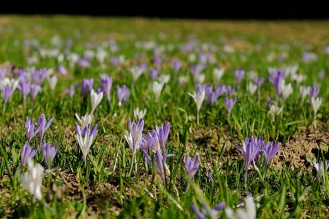 A wide field of purple and white crocuses in a meadow, lily of the valley (Convallaria majalis),