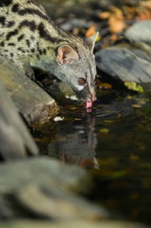 Young Common genet (Genetta genetta) drinking at the shore of a lake, wildlife in a forest,