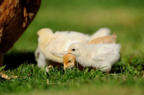 Three chicks looking for shelter and food in the grass, domestic fowl (Gallus gallus domesticus),