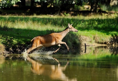 Red deer (Cervus elaphus), Bavaria, energetically jumping over the edge of a pond