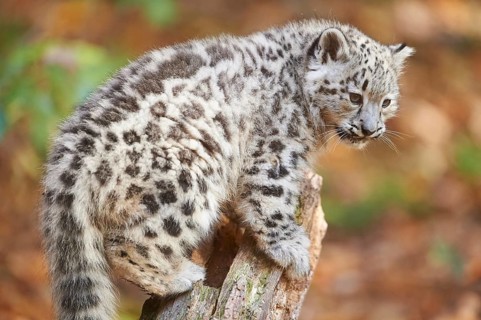 Snow leopard (Panthera uncia) or (Uncia uncia) cute cub in a forest, captive