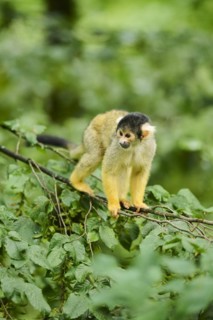 Common squirrel monkey (Saimiri sciureus) in a tree, captive, distribution South America