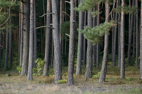 Dense forest of tall pine trees with green foliage and brown trunks, Scots pine (Pinus sylvestris),