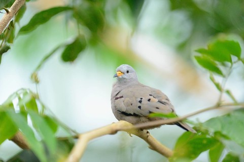 Close-up of a Croaking Ground Dove (Columbina cruziana) in a tropical house, Germany, Europe