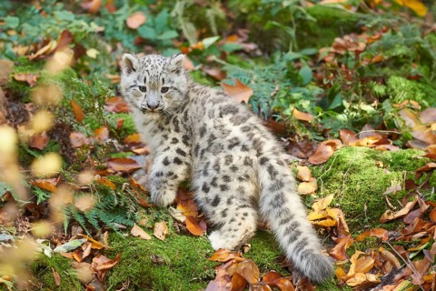 Snow leopard (Panthera uncia) or (Uncia uncia) cute cub in a forest, captive