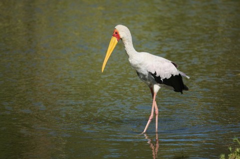 Yellow-bird Stork (Mycteria ibis), in the water, hunting, captive, distribution Africa