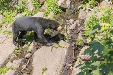 One Sun bear (Helarctos malayanus) walking over logs on a hilly ground in bright sunlight. Some