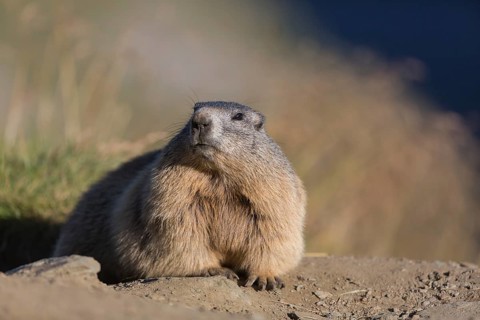 One adult Alpine Marmot, Marmota marmota, resting on a rim of a soil, observing his surrounding