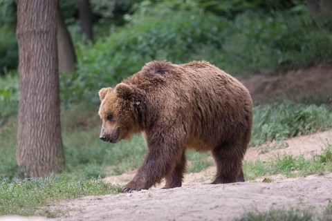 One Kamchatka brown bear (Ursus arctos piscator), walking in a forest. Some green vegetation and a
