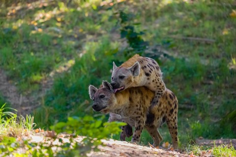 A mating couple of spotted hyena (Crocuta crocuta), or laughing hyena