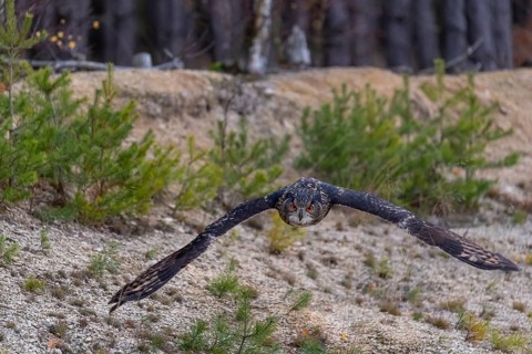 One Eurasian Eagle Owl, Bubo bubo, flying off of a forest edge. A forest in the background