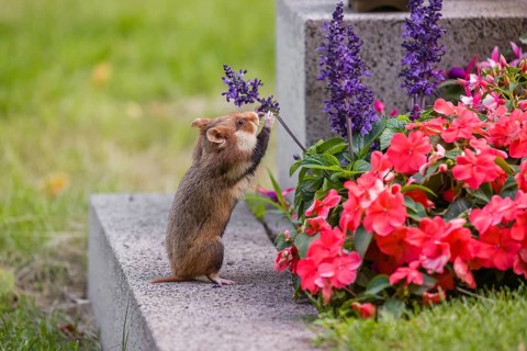 A European hamster (Cricetus cricetus), Eurasian hamster, black-bellied hamster or common hamster,