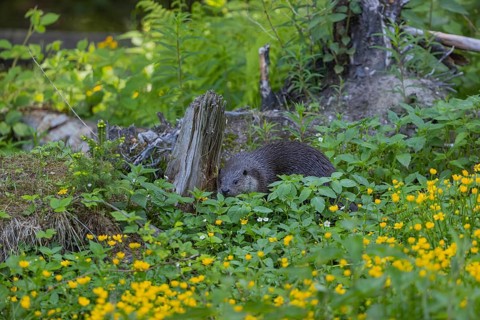 One Eurasian otter (Lutra lutra), walking through green vegetation. Some yellow flowers