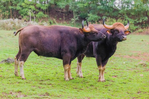Two Gaur (Bos gaurus gaurus) stand on a green meadow, one grooms the other one