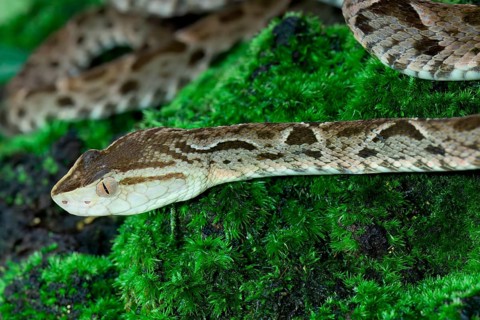 Fer de Lance (Bothrops lanceolatus) laying on moss, Costa Rica, Central America