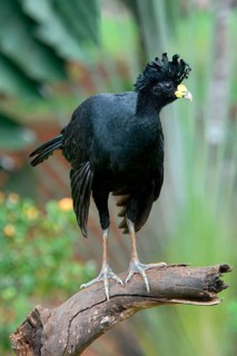 Male Great Curassow (Crax rubra) perched on a branch, Costa Rica, Central America