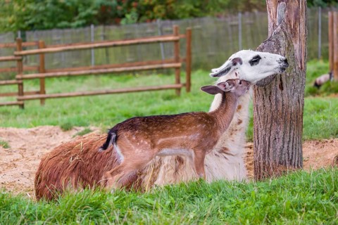 A female Llama (Lama guama) and a Red deer calf (Cervus elaphus) being friends