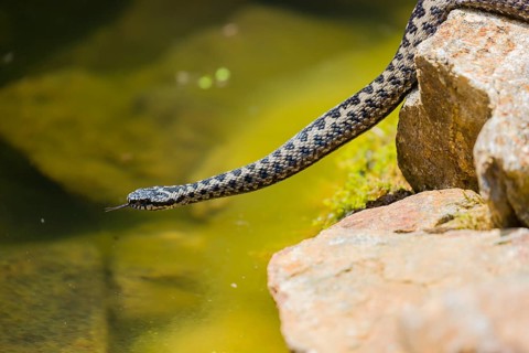 One Vipera berus, the common European adder or common European viper, creeps over moss and rocks
