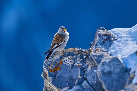 Snowfinch (Montifringilla nivalis), sitting on a sunlit rock, clear blue sky, Gemmi Pass,