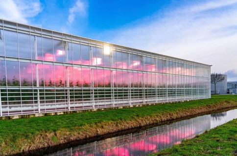 Large greenhouses for cucumbers and strawberries, over 10 hectares, the plants are artificially