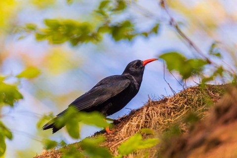 A Red-billed chough, Pyrrhocorax pyrrhocorax stands on a rock looking for food