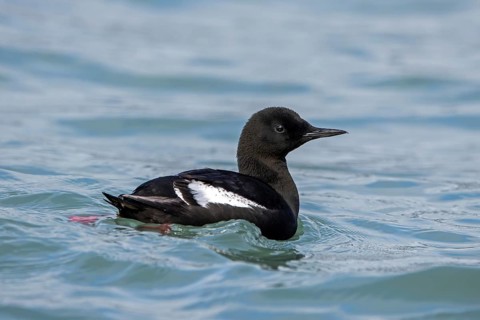 Black guillemot, tystie (Cepphus grylle) in breeding plumage swimming in the Arctic ocean along the