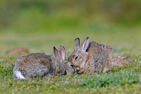 European rabbit, common rabbits (Oryctolagus cuniculus) pair touching noses, asking to be groomed